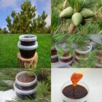 Priežu pumpura sīrups