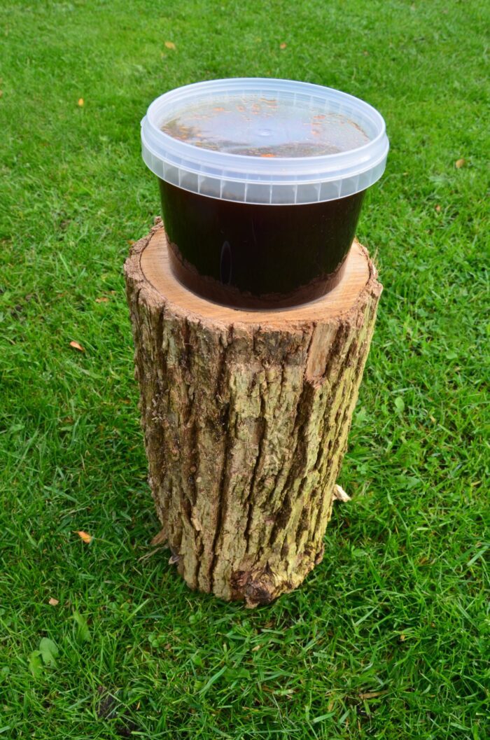 Priežu pumpura sīrups - Image 7