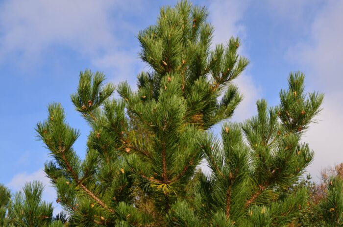 Priežu pumpura sīrups - Image 4