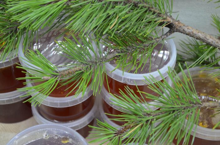 Priežu pumpura sīrups - Image 3